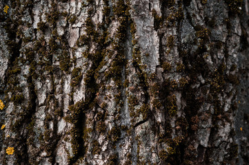 Old rough wood texture. Wooden texture. Wooden background. Tree texture. Tree background. Crack tree texture. Old tree texture. Old tree background. Exotic tree texture. Nature texture background.
