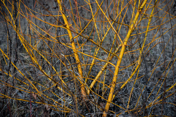 brunch of tree in dry season, background is blue sky.