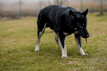 East European Shepherd on grass, outdoor