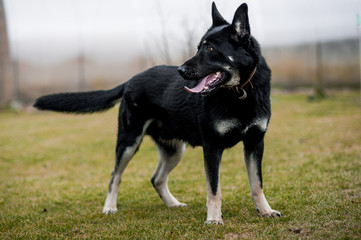 East European Shepherd on grass, outdoor