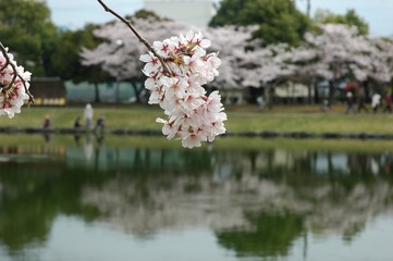 水面の桜