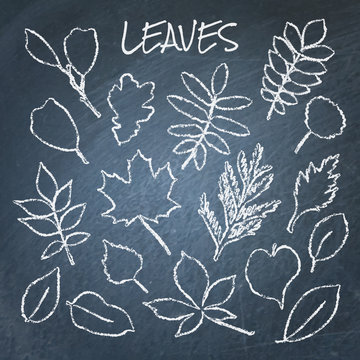 Collection of chalk leaves