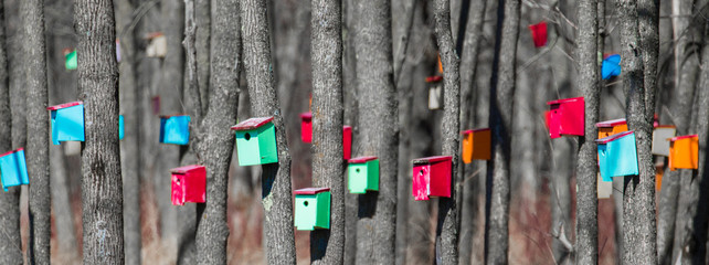 multicolored bright bird house panorama - 107098602