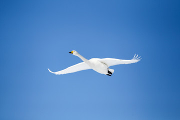 Fototapeta premium 白鳥