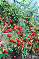 Obraz premium Red tomatoes in a greenhouse made of transparent polycarbonate