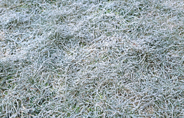 Background of lawn grass in white hoarfrost