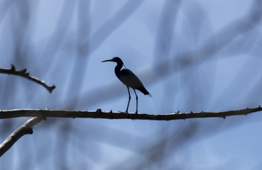 Little Blue Heron
