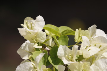 A beautiful white flower  