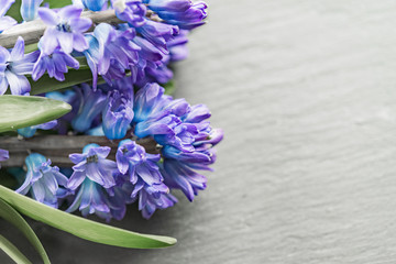 Asparagaceae family blooming hyacinths on grey slate background