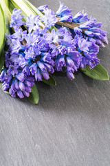 Asparagaceae family blooming hyacinths on grey slate table