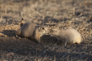 Black tailed prairie dogs (Cynomys ludovicianus) greet each other near their burrow at sunset.