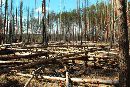 Logged area in a pine forest