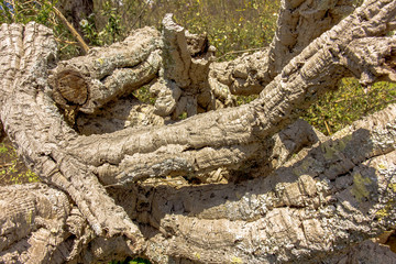 chopped cork texture in portugal alentejo