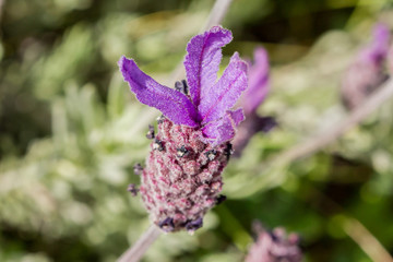 detail macro of a jasmine