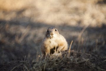 Portrait of a black tailed prairie dog (Cynomys ludovicianus) keeping watch near its burrow at sunset looking straight at the camera.