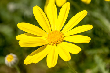 detail of a yellow daisy with pollen 2