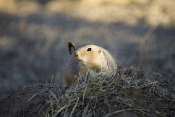 Portrait of a black tailed prairie dog (Cynomys ludovicianus) keeping watch near its burrow at sunset looking to the left.