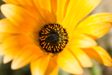 detail of a yellow gerbera with a black center 3