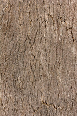 texture of cork on a tree 2