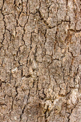 texture of cork on a tree 3