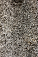 texture of cork on a tree 4