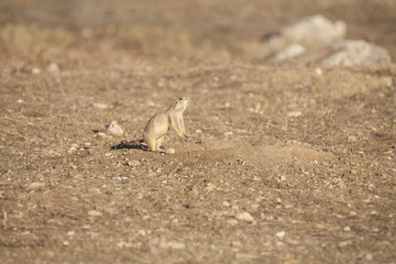 Chirping prairie dog (Cynomys ludovicianus) near its burrow.