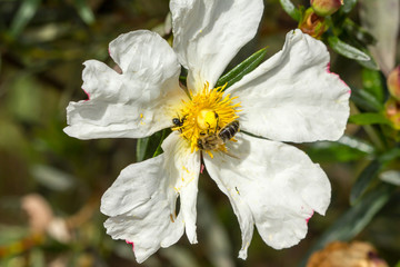 white rockrose with beea nd spider on top of it 2