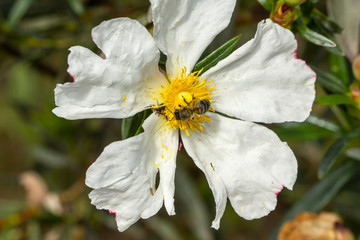 white rockrose with beea nd spider on top of it 3