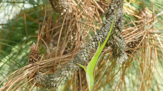4K Carolina anole (Anolis carolinensis) 1