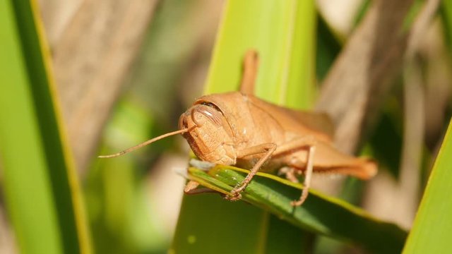 4K Mischievous Bird Grasshopper (Schistocerca damnifica) 1