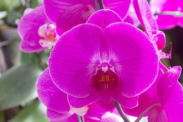 Obraz na płótnie Canvas orchid in the garden