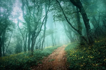 Fotobehang Bos Weg door een mysterieus donker bos in mist met groene bladeren a