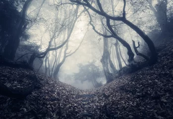 Fotobehang Autumn forest in fog. Beautiful natural landscape. Vintage style © den-belitsky