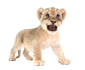 Papier Peint photo autocollant Lion bébé lion isolé sur fond blanc
