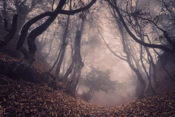 Fotobehang Autumn forest in fog. Beautiful natural landscape. Vintage style © den-belitsky