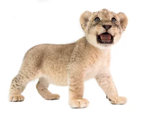Crédence de cuisine en verre imprimé Lion bébé lion isolé sur fond blanc
