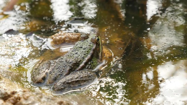 Frog Rana Bergeri in swampy terrain looking for pray 4K 2160p UltraHD footage - Rana ridibunda relaxing near pond water natural 4K 3840X2160 UHD video 