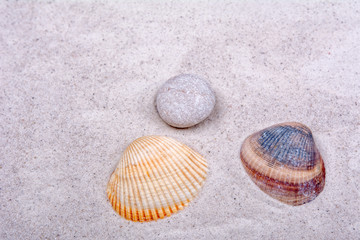 Sea shells on a sand background