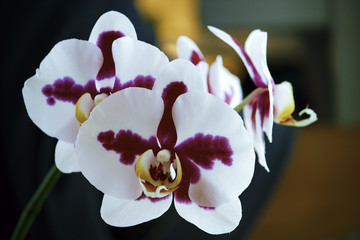 Blosseming white-magenta colored orchid.