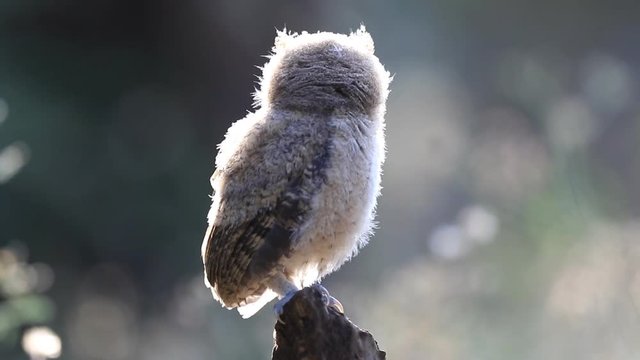 Baby of Collared scops owl
