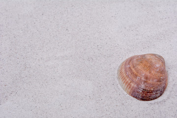 Fototapeta na wymiar Sea shell on a sand background