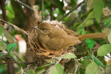 Eggs in the nest. Bulbul