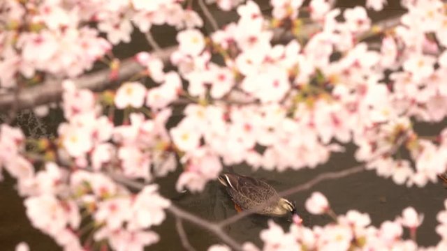 桜の花とカモ・4K_4-129