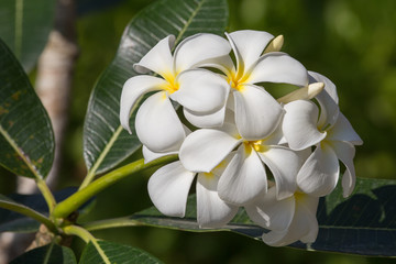 Obraz na płótnie Canvas White Frangipani flower at full bloom during summer. Plumeria.