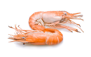 shrimps on a white background