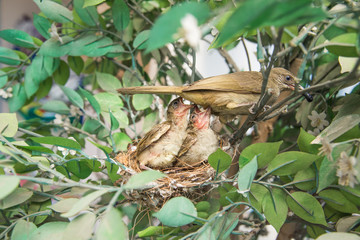 newborn bird, nestling in the nest and feather wings growth stor