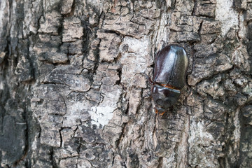 Male Rhinoceros beetle
