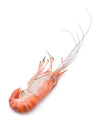 shrimps on a white background