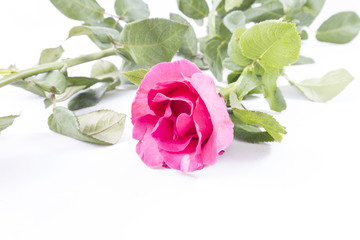 Pink Rose isolated on white background