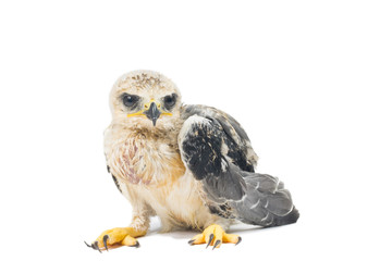 young eagle isolated over white background
